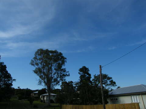 Image of forest redgum