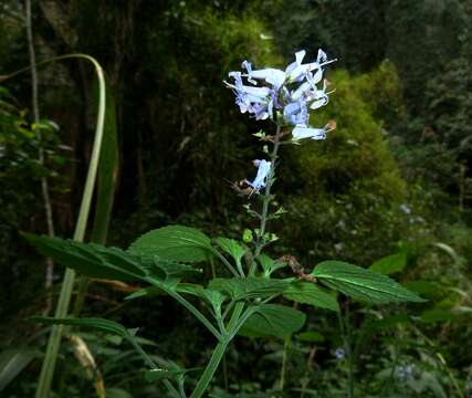 Image of Plectranthus zuluensis T. Cooke