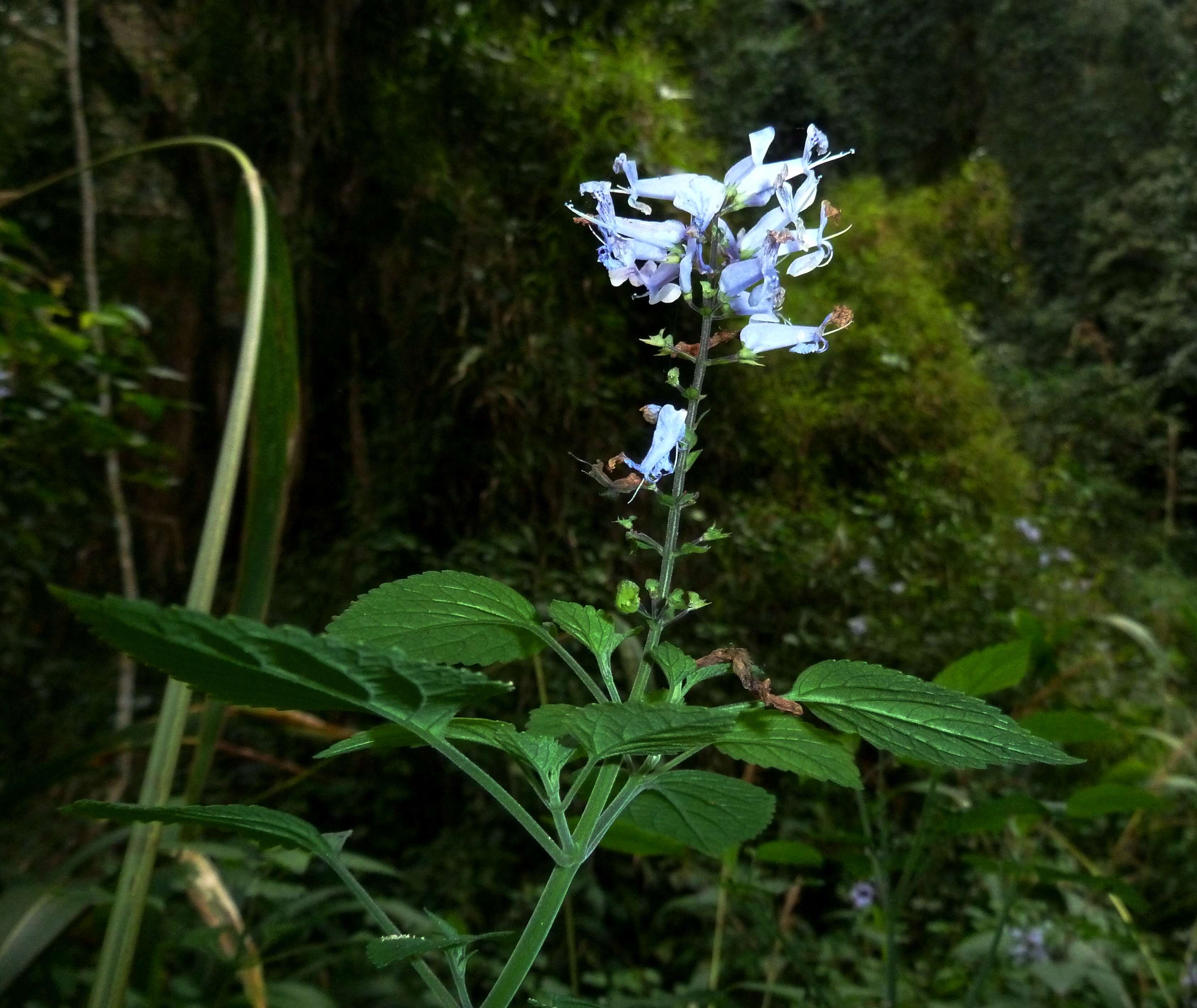 Imagem de Plectranthus zuluensis T. Cooke