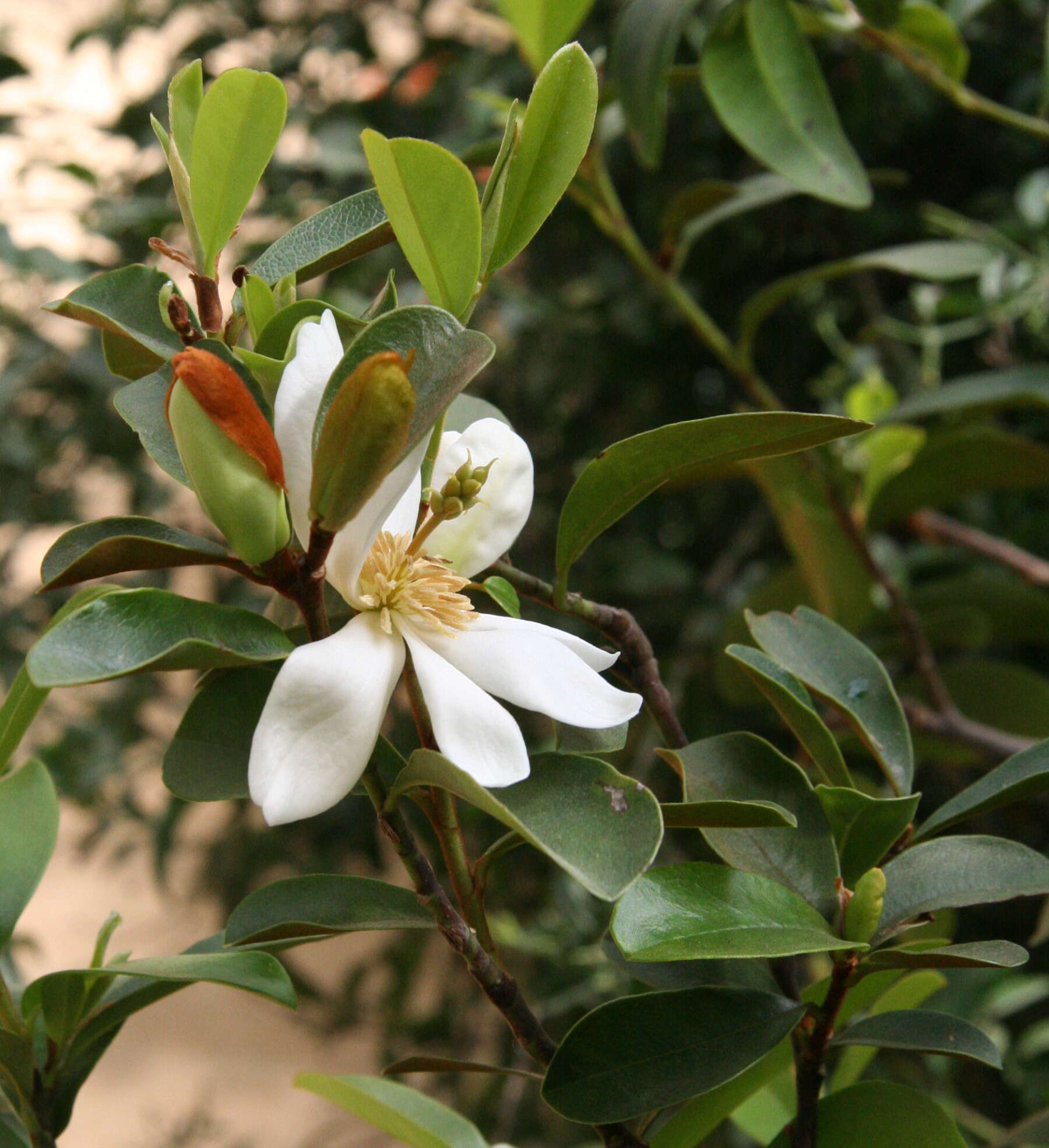 Image of Magnolia laevifolia (Y. W. Law & Y. F. Wu) Noot.