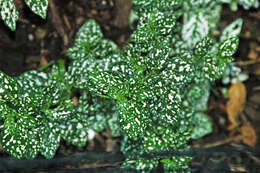 Hypoestes phyllostachya Baker resmi