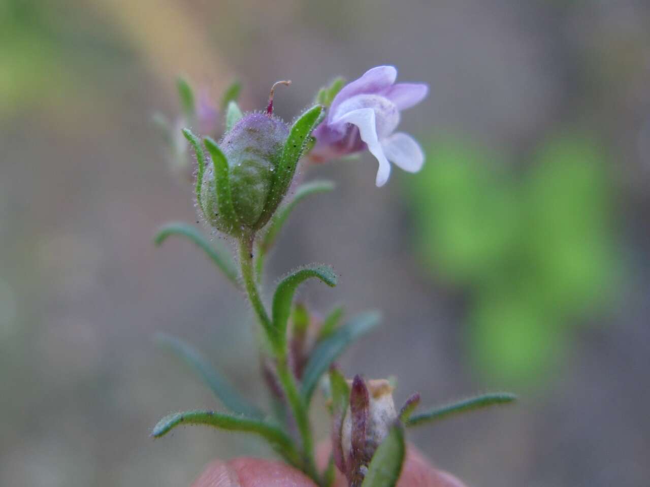 Image of dwarf snapdragon