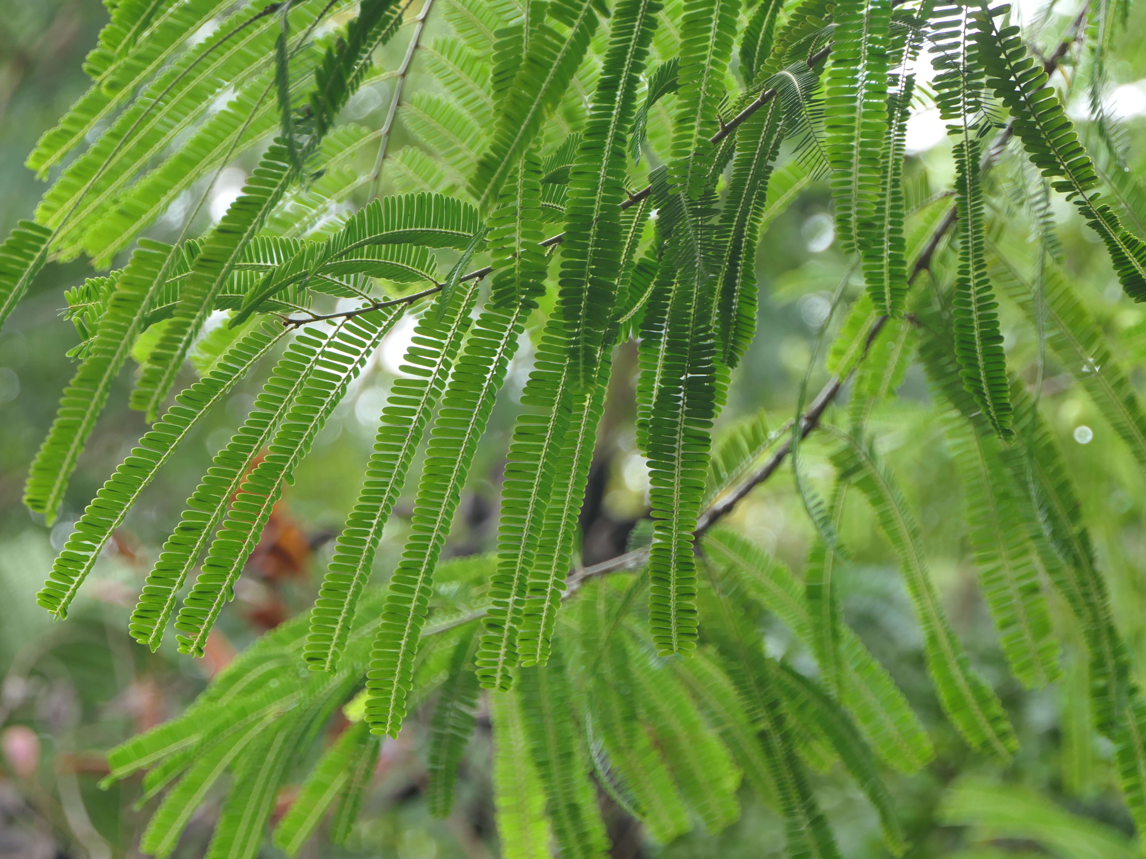 Plancia ëd Phyllanthus emblica L.