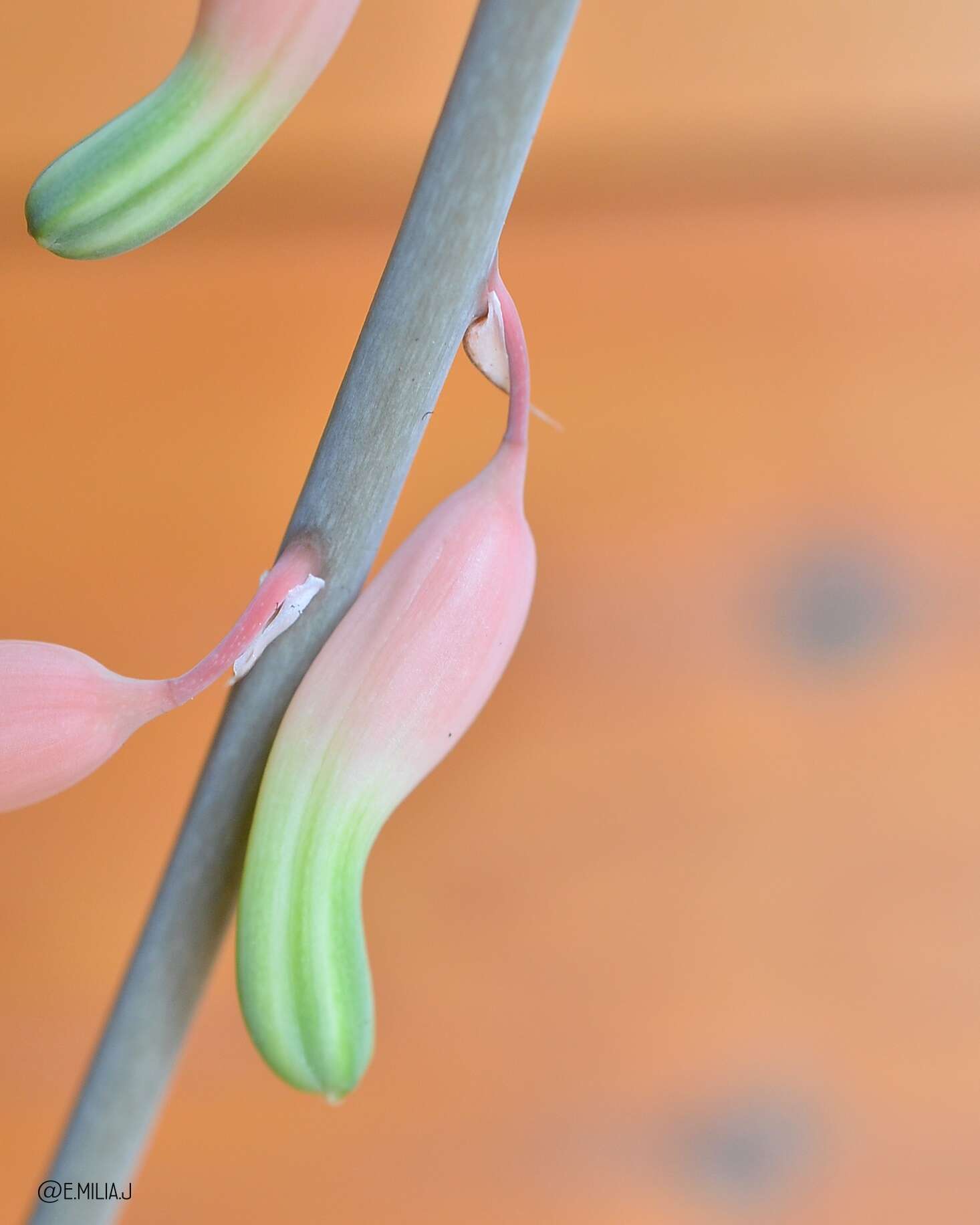 Image of Gasteria