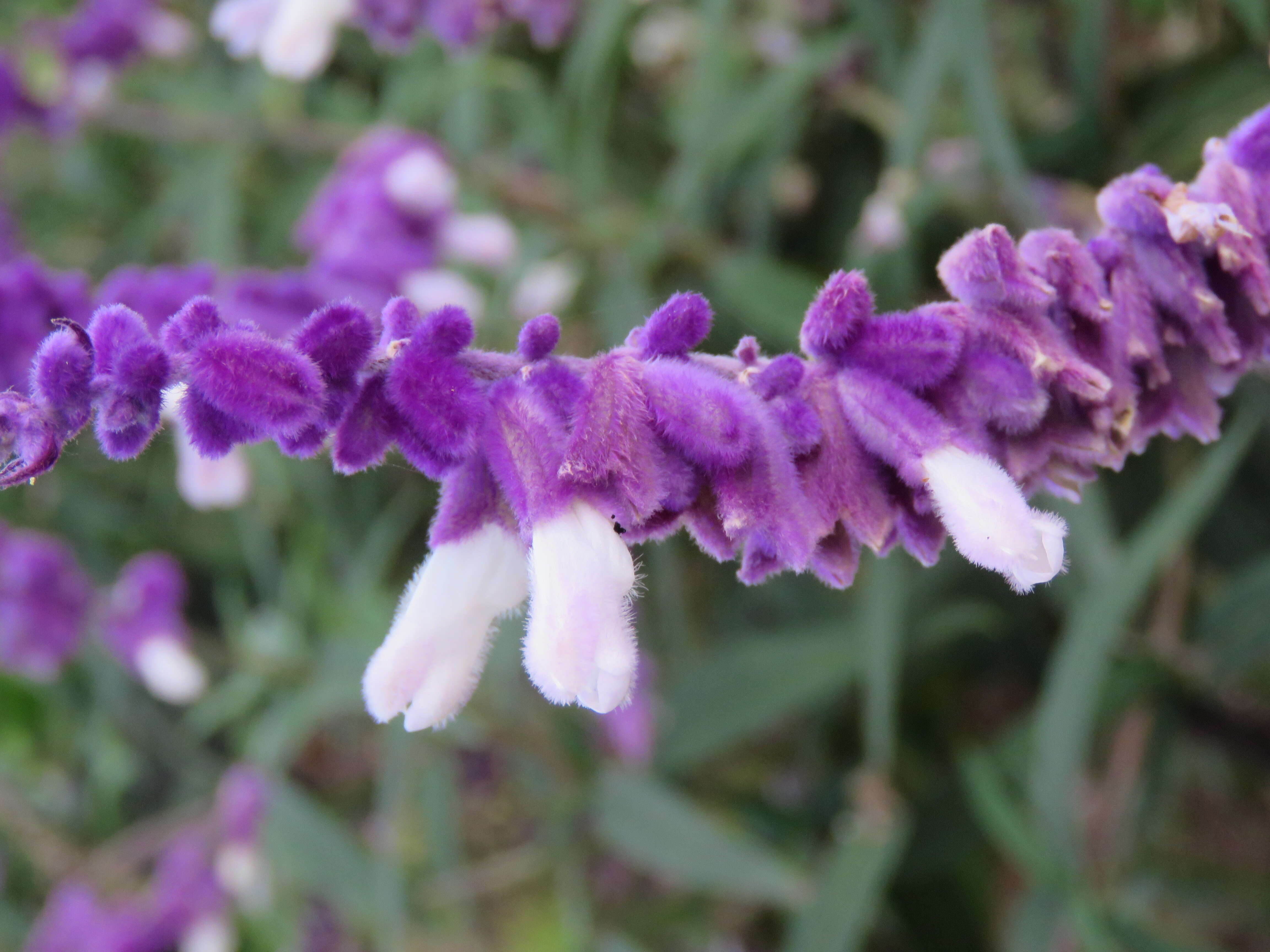 Imagem de Salvia leucantha Cav.