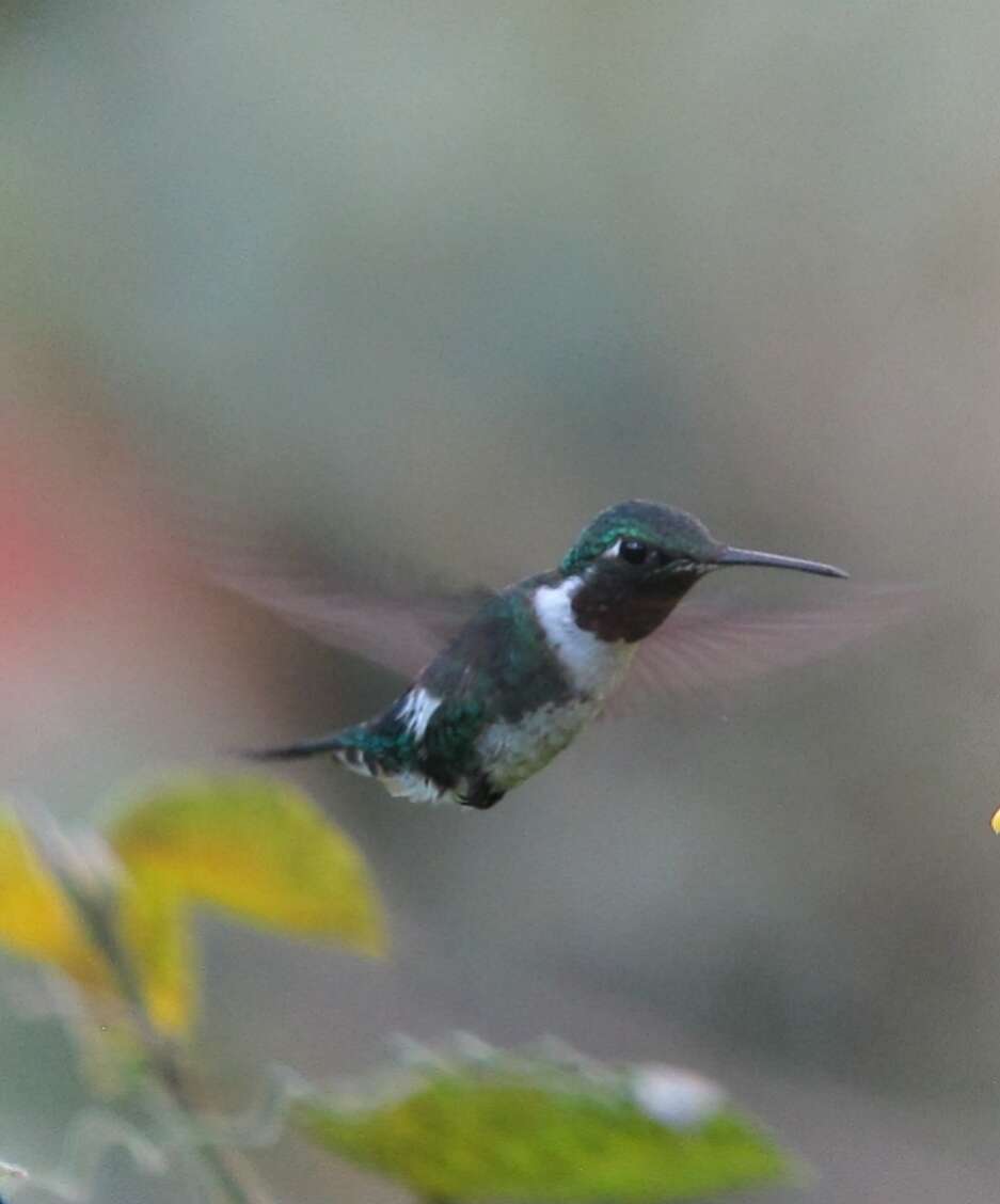 Image of White-bellied Woodstar