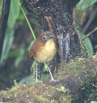 Image of Yellow-breasted Antpitta