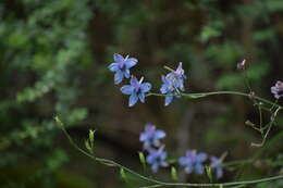 Plancia ëd Delphinium denudatum Wall.