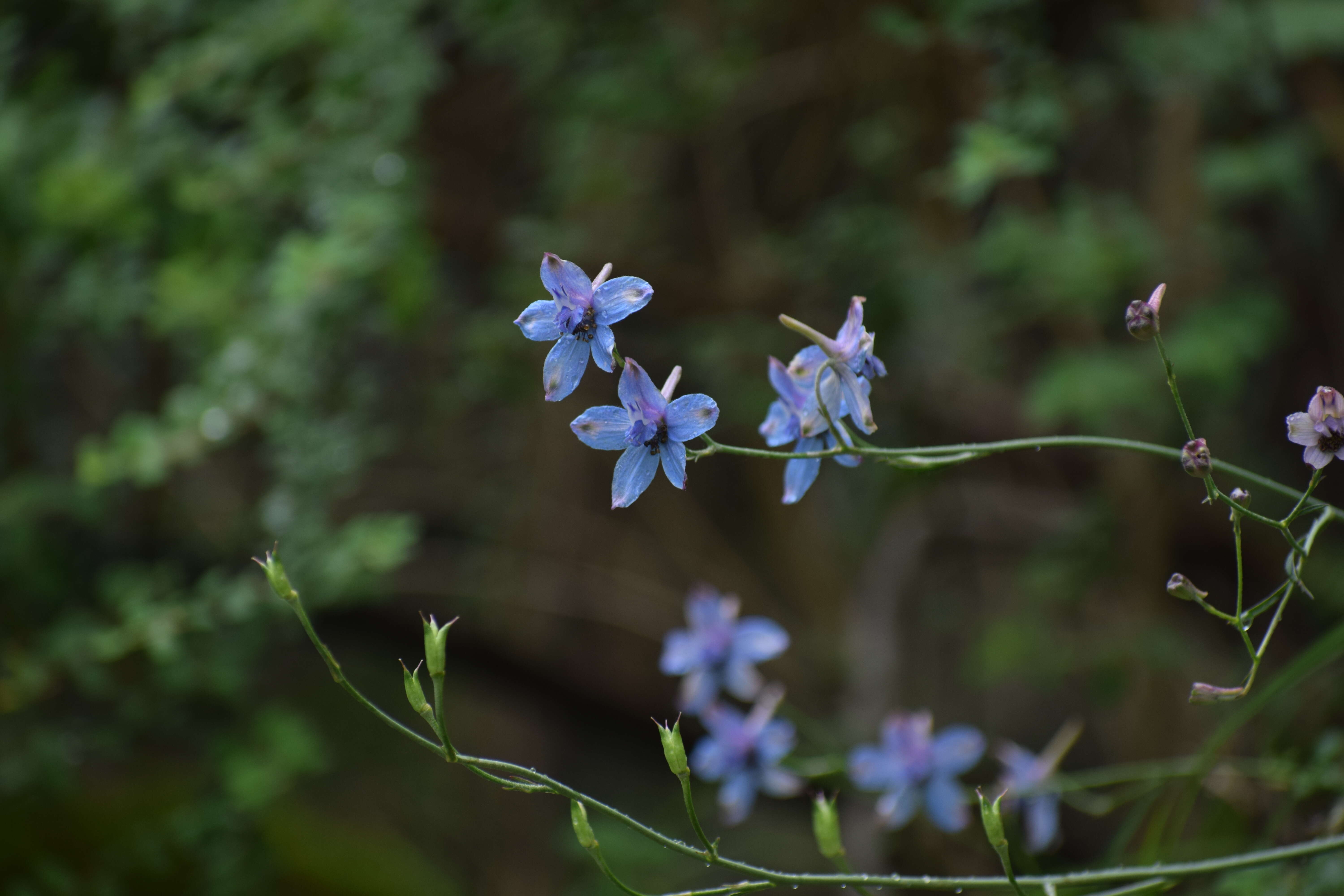 Plancia ëd Delphinium denudatum Wall.