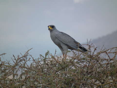 Image of Eastern Chanting Goshawk