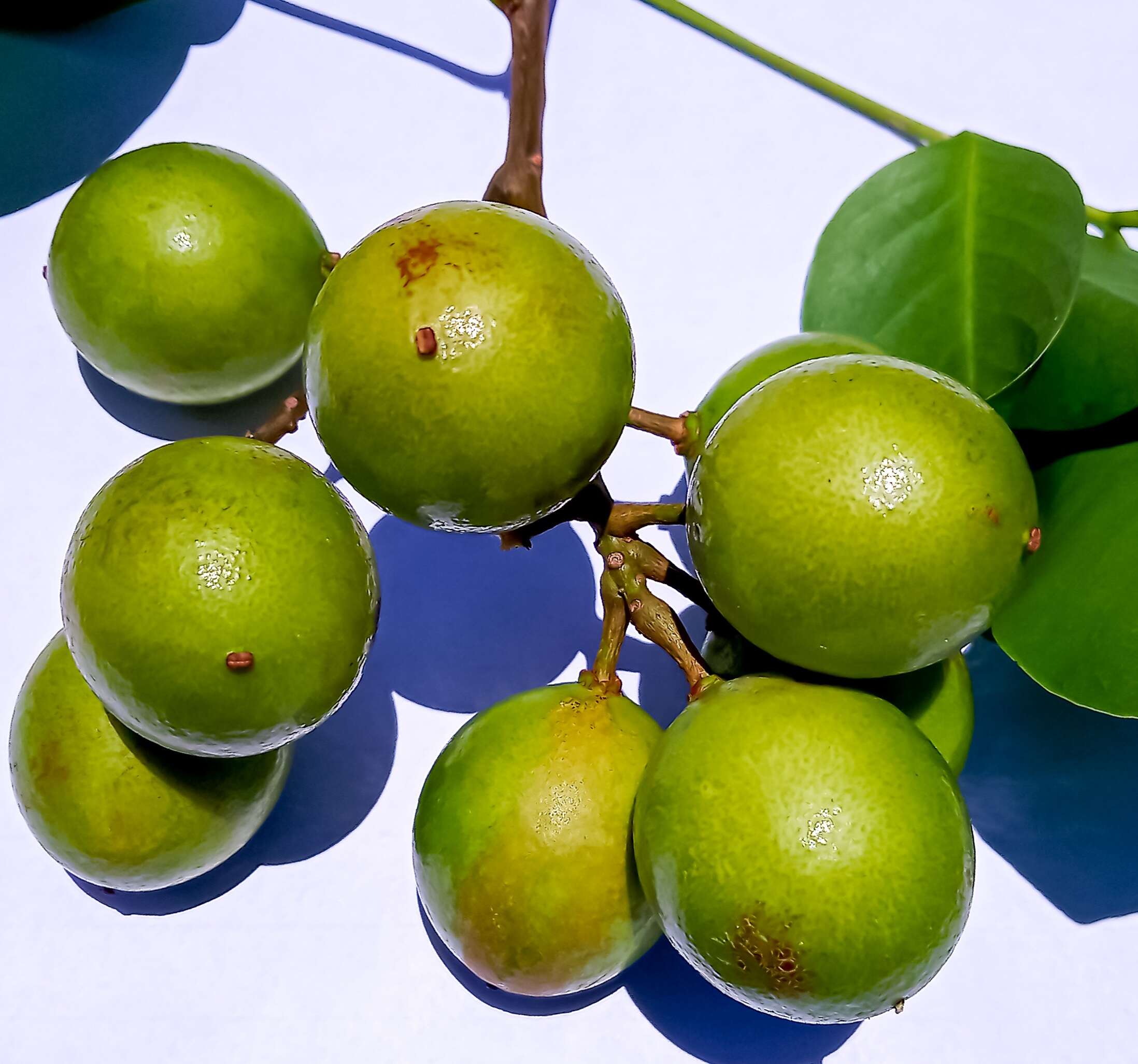 Image of Spanish lime