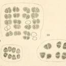 Image of Dispora Printz 1914