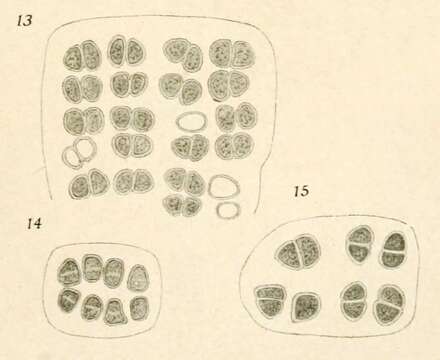 Image of Dispora Printz 1914