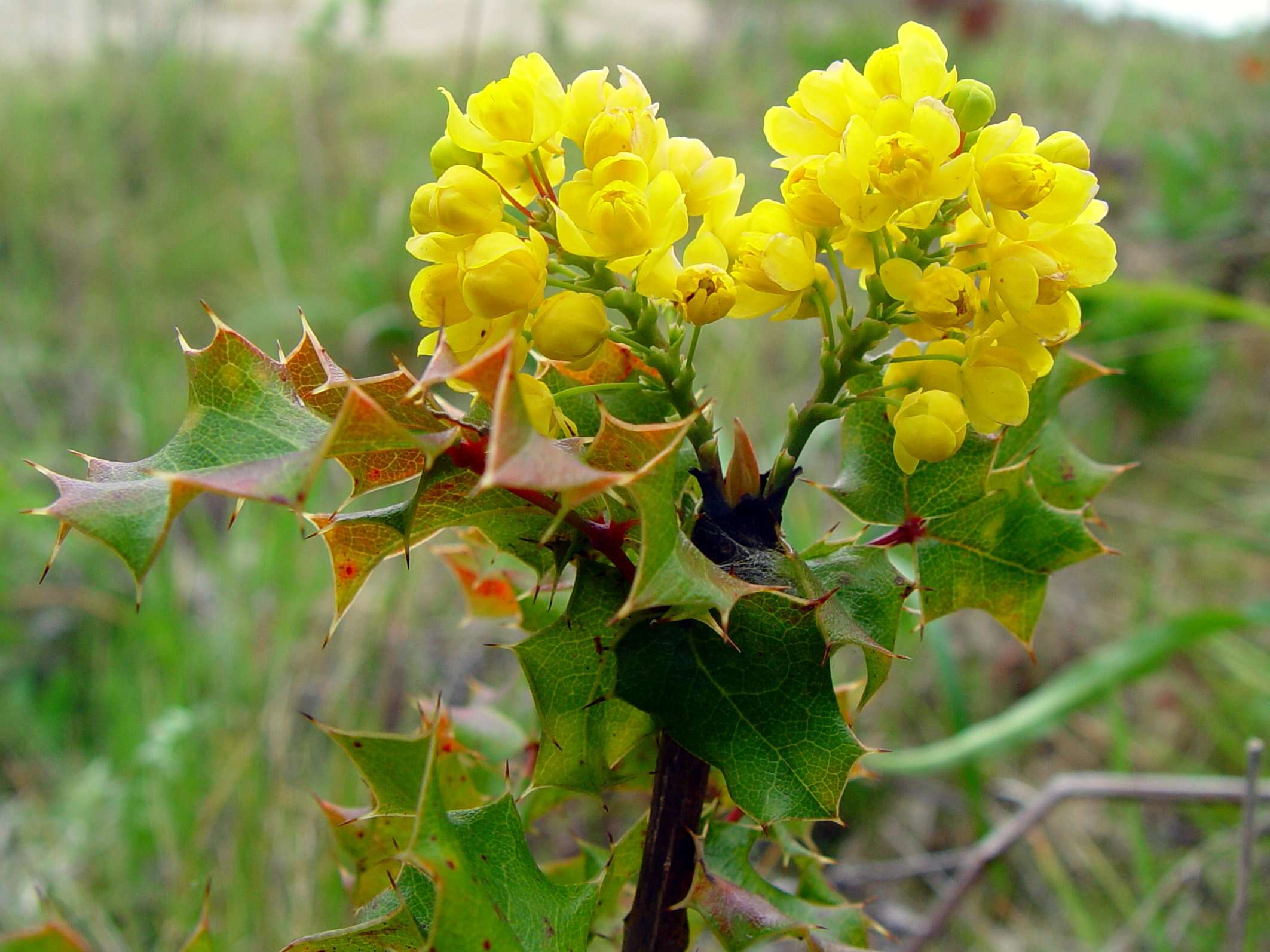 Image of wavyleaf barberry