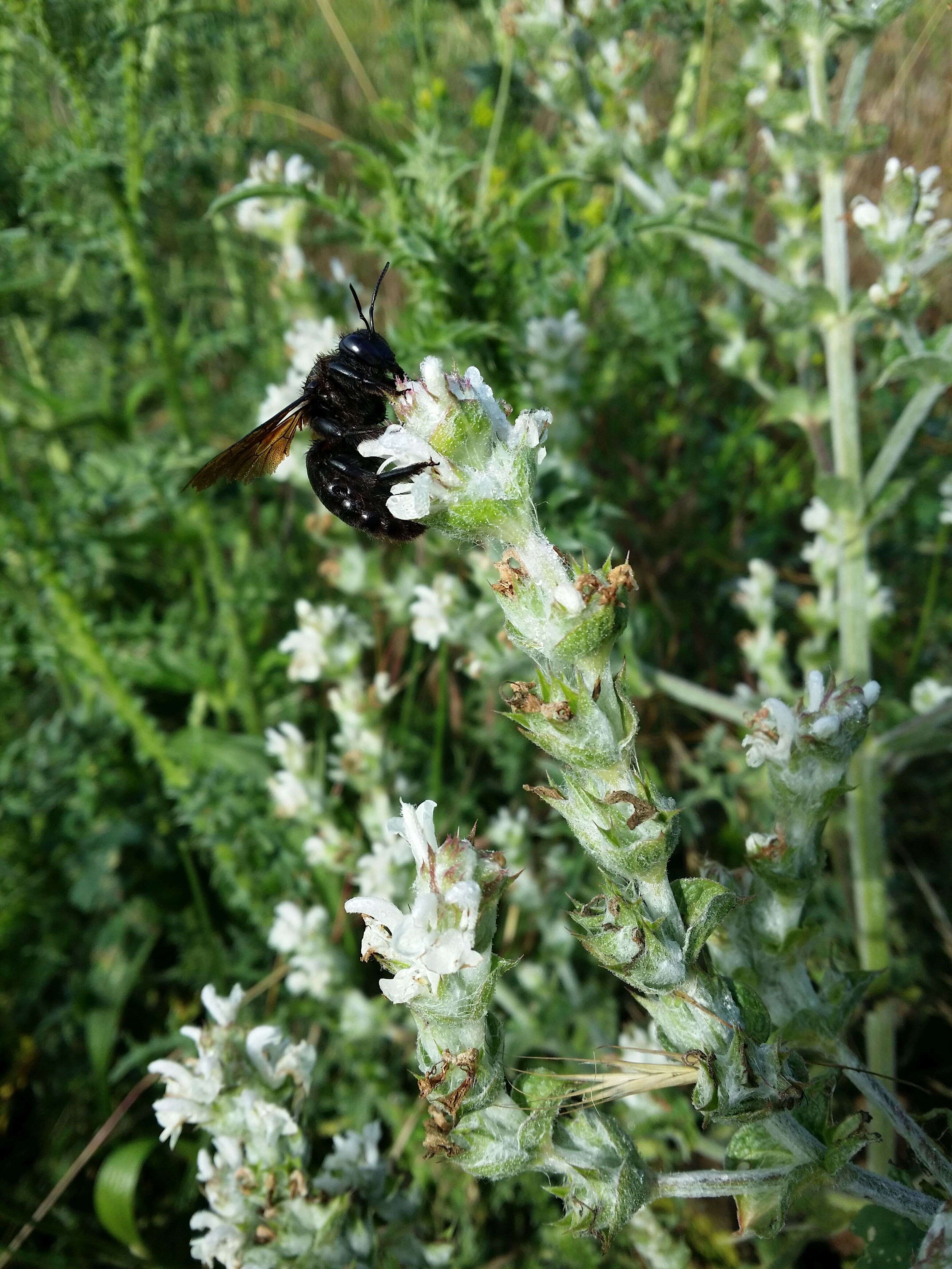 Imagem de Salvia aethiopis L.