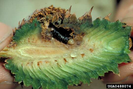 Image of Webbing Coneworm Moth