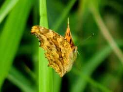 Слика од Polygonia c-aureum Linnaeus 1758