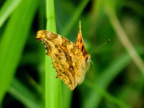 Слика од Polygonia c-aureum Linnaeus 1758