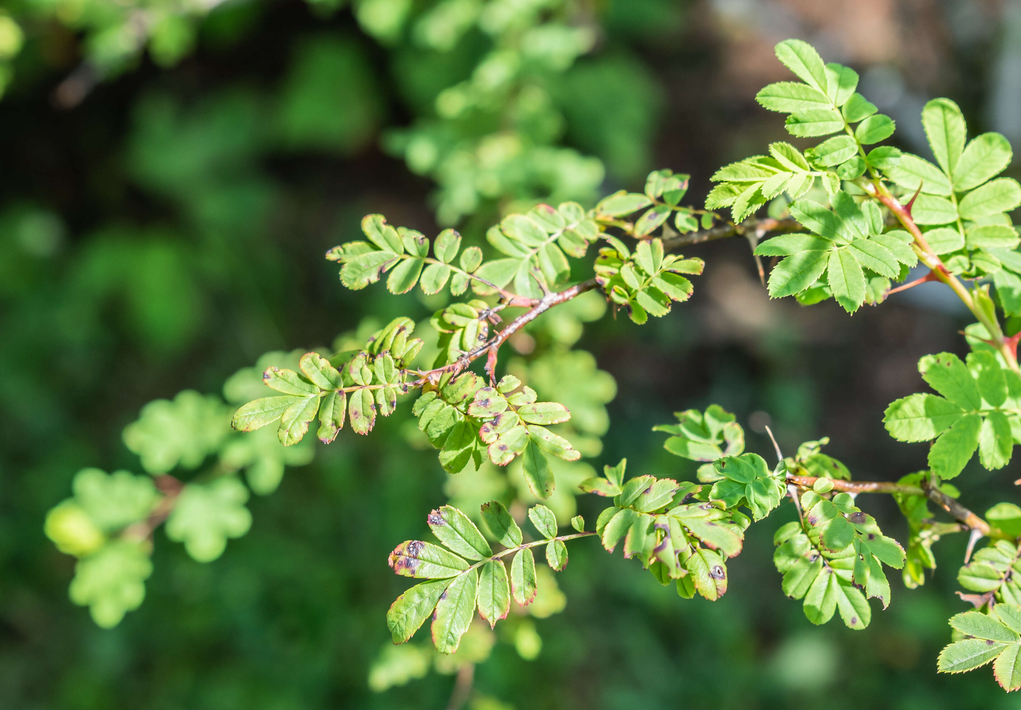 Rosa sericea Lindl. resmi