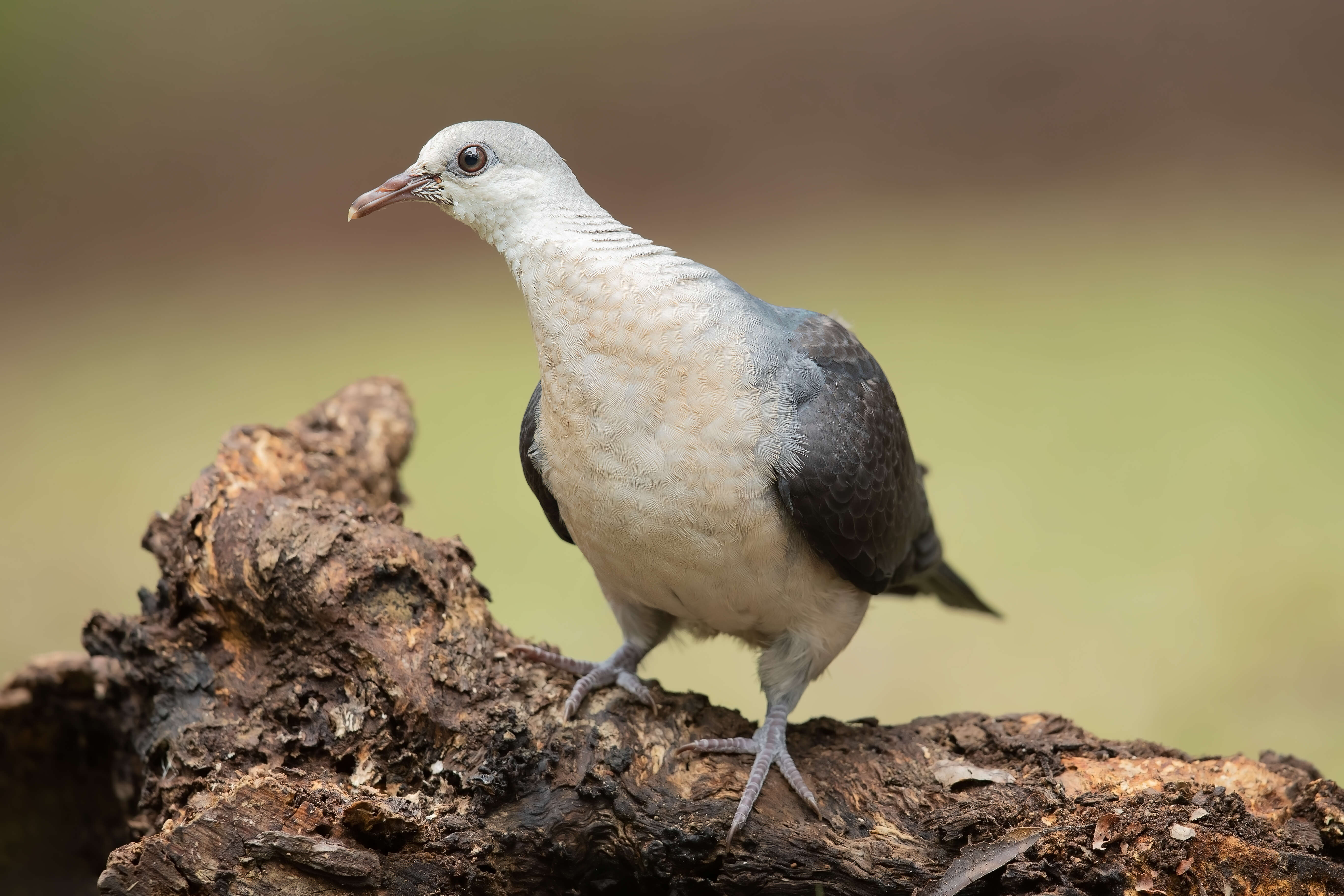 Image of White-headed Pigeon