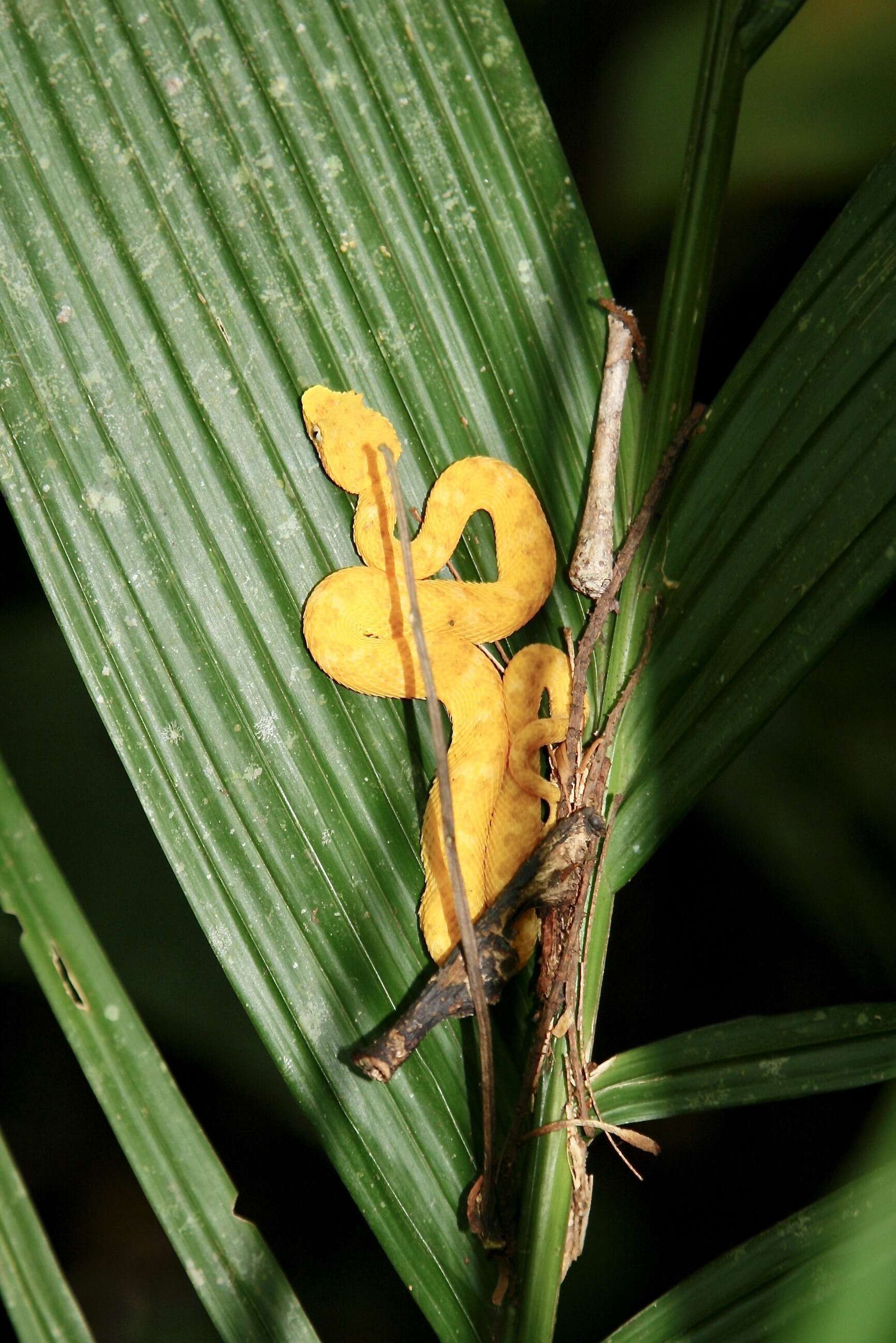 Image of Eyelash Viper