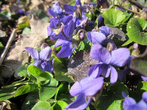 Image of sweet violet