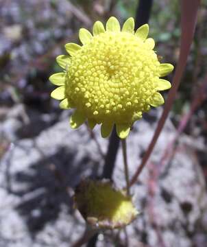 Image of Goose daisy