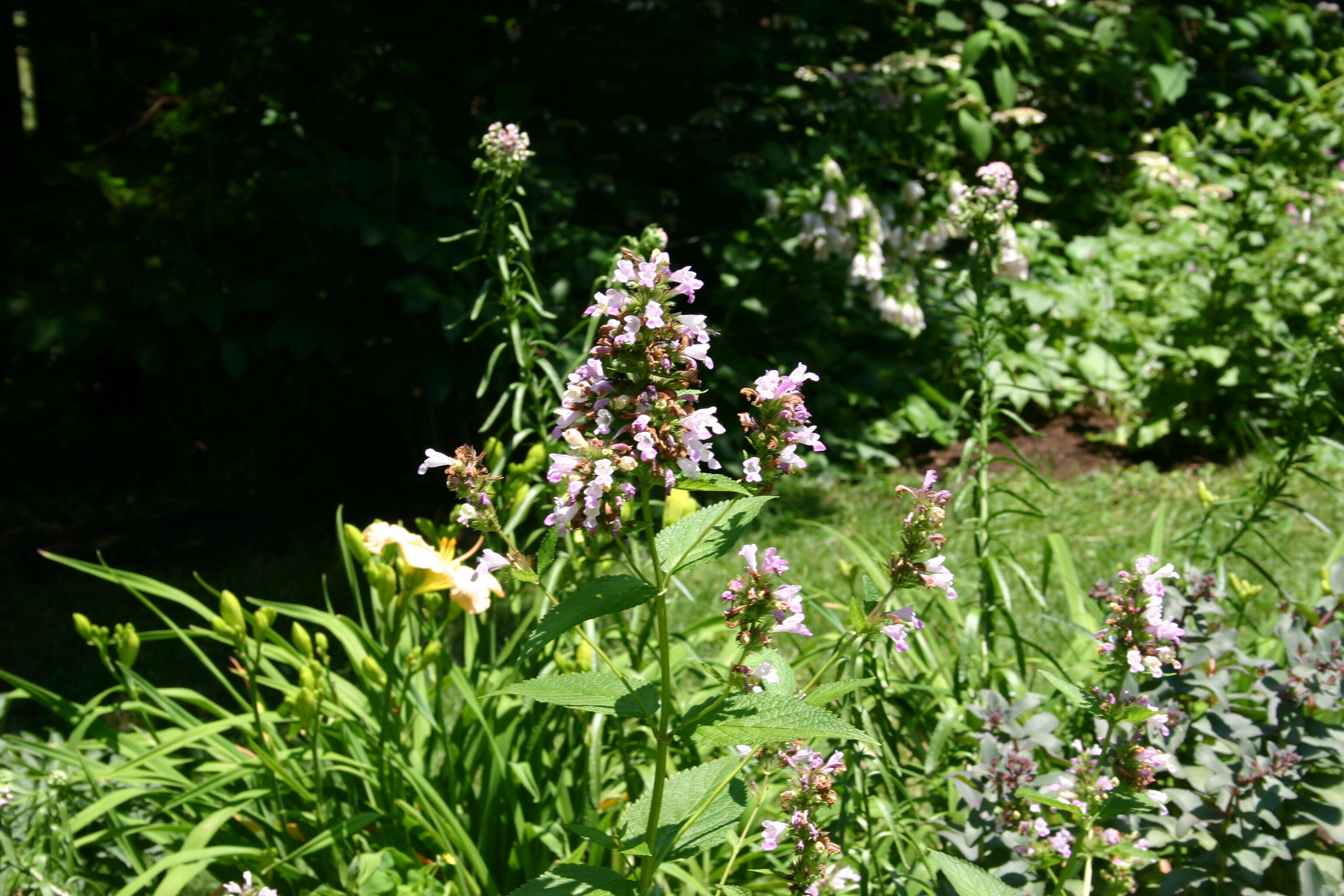 Nepeta subsessilis Maxim. resmi