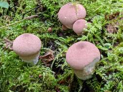 Image of Flesh-coloured Puffball