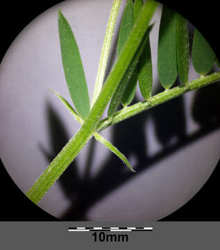 Image of Fine-leaf vetch