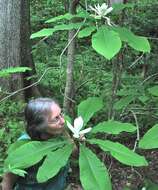 Image of Umbrella Magnolia