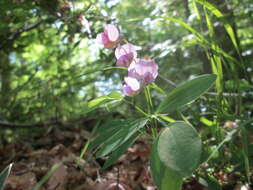 Image of bitter vetch