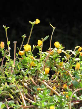 Image of wingpod purslane