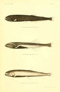 Image of Bicolored Bristlemouth