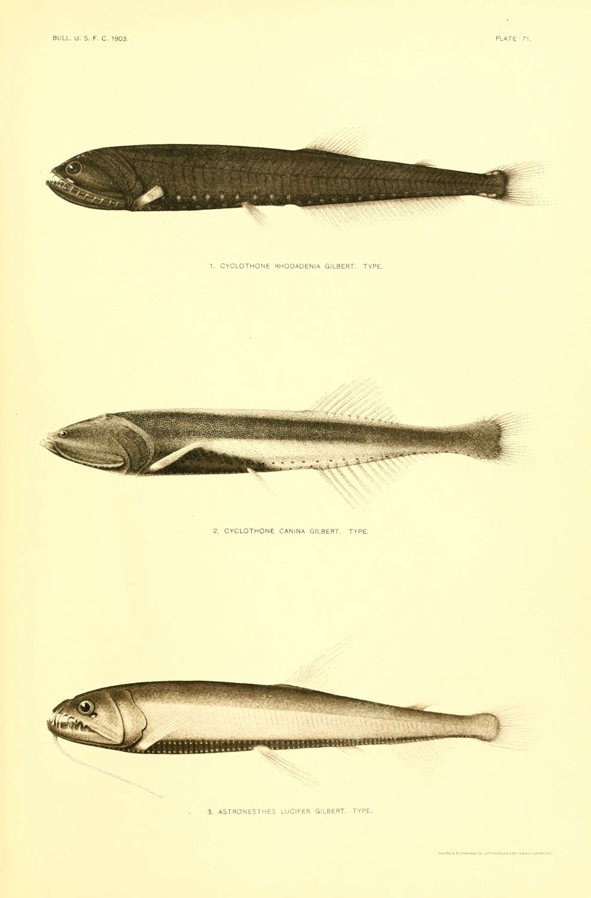 Image of Bicolored Bristlemouth