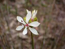 Image of Burchardia umbellata R. Br.