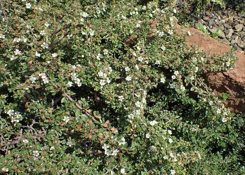 Image of Cotoneaster integrifolius (Roxb.) Klotz