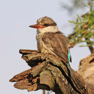 Image of Striped Kingfisher