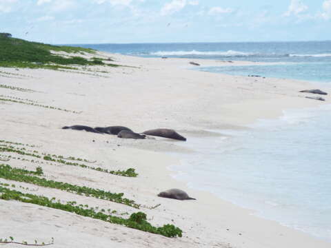 Image of Hawaiian Monk Seal