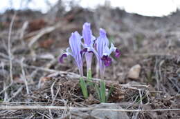 Image of Kolpakowski's Iris