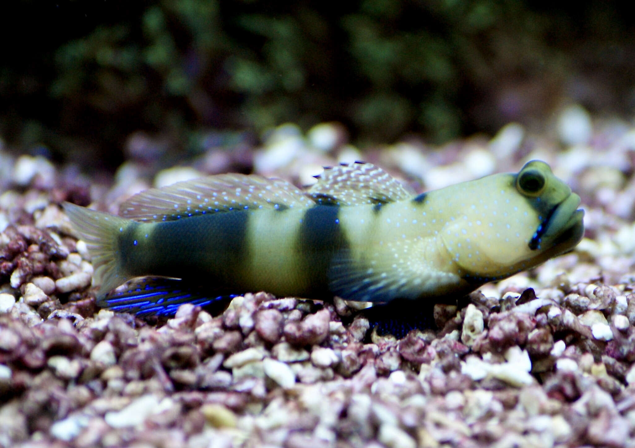 Image of Yellow prawn-goby