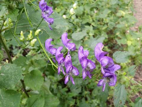 Image of Manchurian monkshood