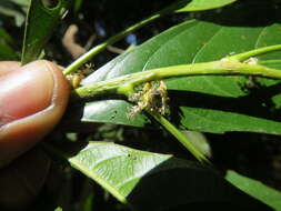 Image of Agrostistachys indica Dalzell