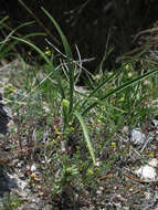 Image of woodland draba