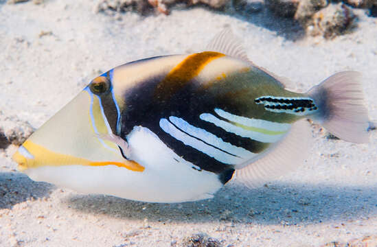 Image of Lagoon triggerfish