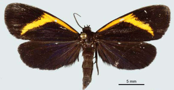 Image of Lyces fluonia