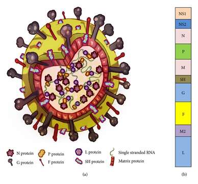 Image of Human respiratory syncytial virus