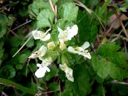 Слика од Teucrium pyrenaicum L.