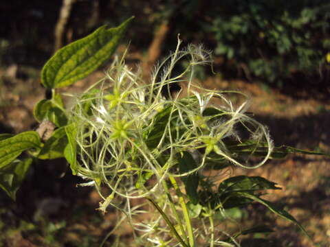 Image of Clematis javana DC.