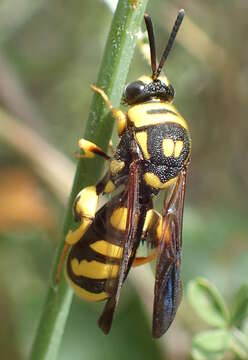 Image de Leucospis gigas Fabricius 1793